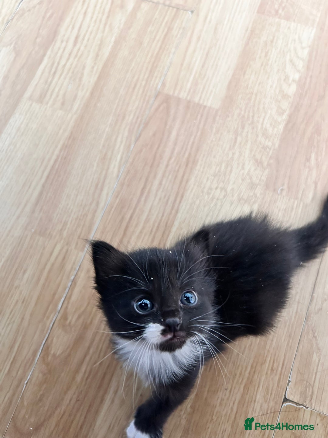 Mixed Breed cats for sale: For sale - Image 8