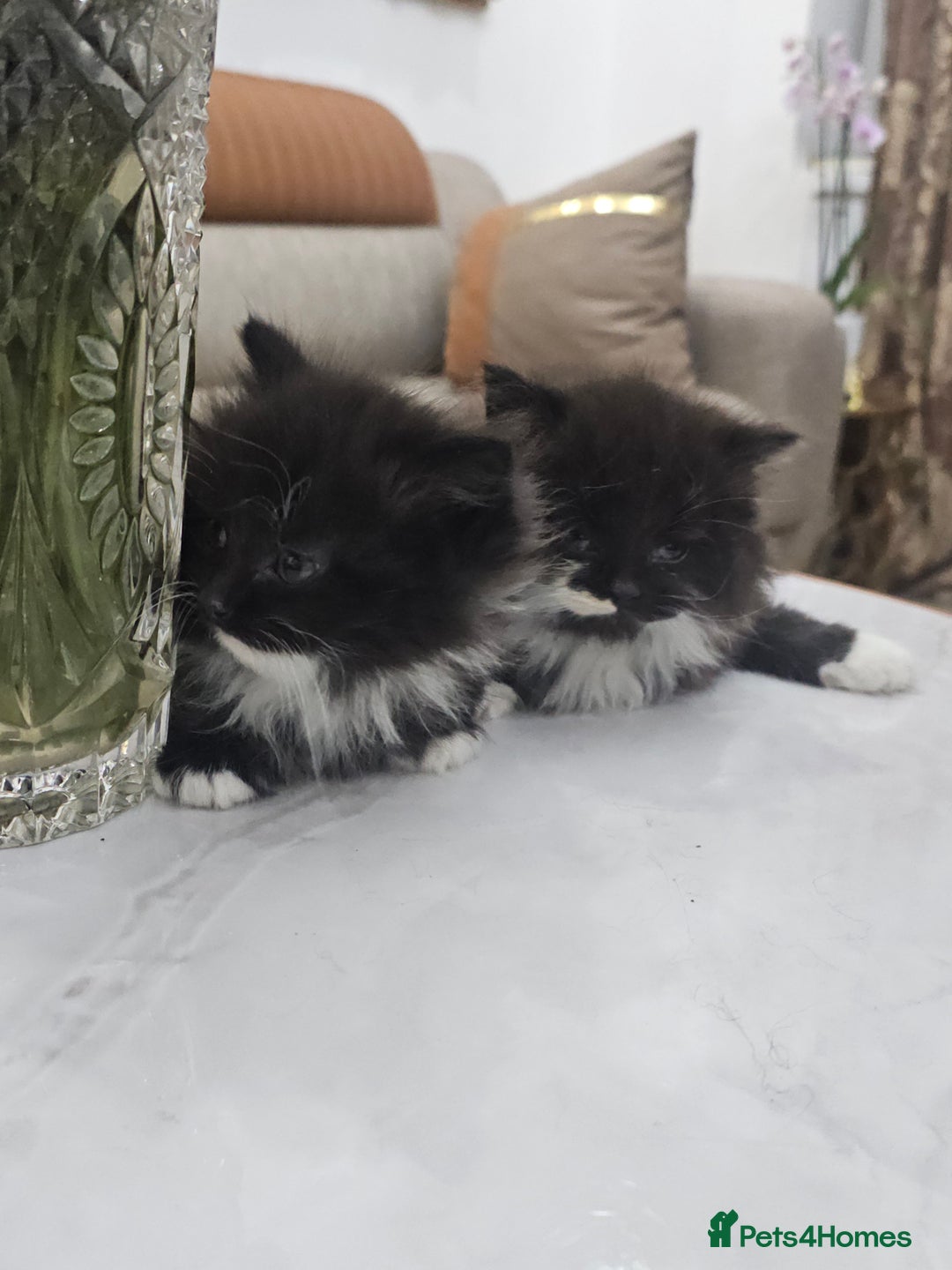 Persian cats for sale: Adorable half perian kittens available now,  - Advert 31