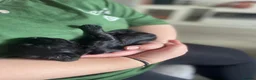 Cockapoo dogs for sale: Cockapoo puppies - Advert 22