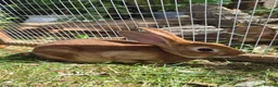 Rex rabbits for sale: Mini rex  - Advert 4