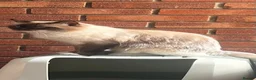 Ragdoll cats for stud: Stunning sealpoint available for stud duties - Advert 2