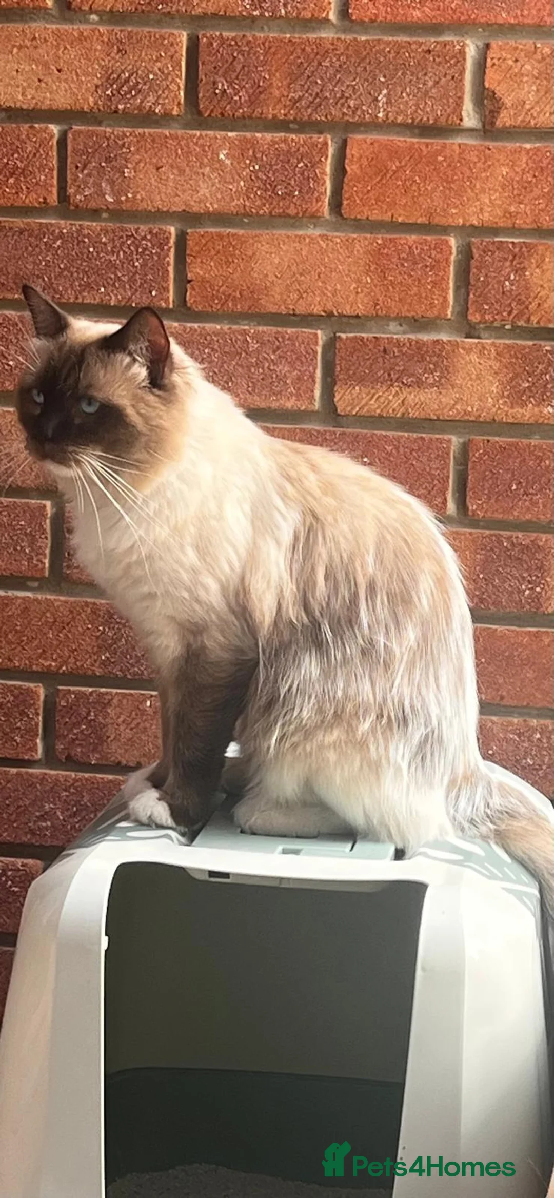 Ragdoll cats for stud: Stunning sealpoint available for stud duties - Advert 2