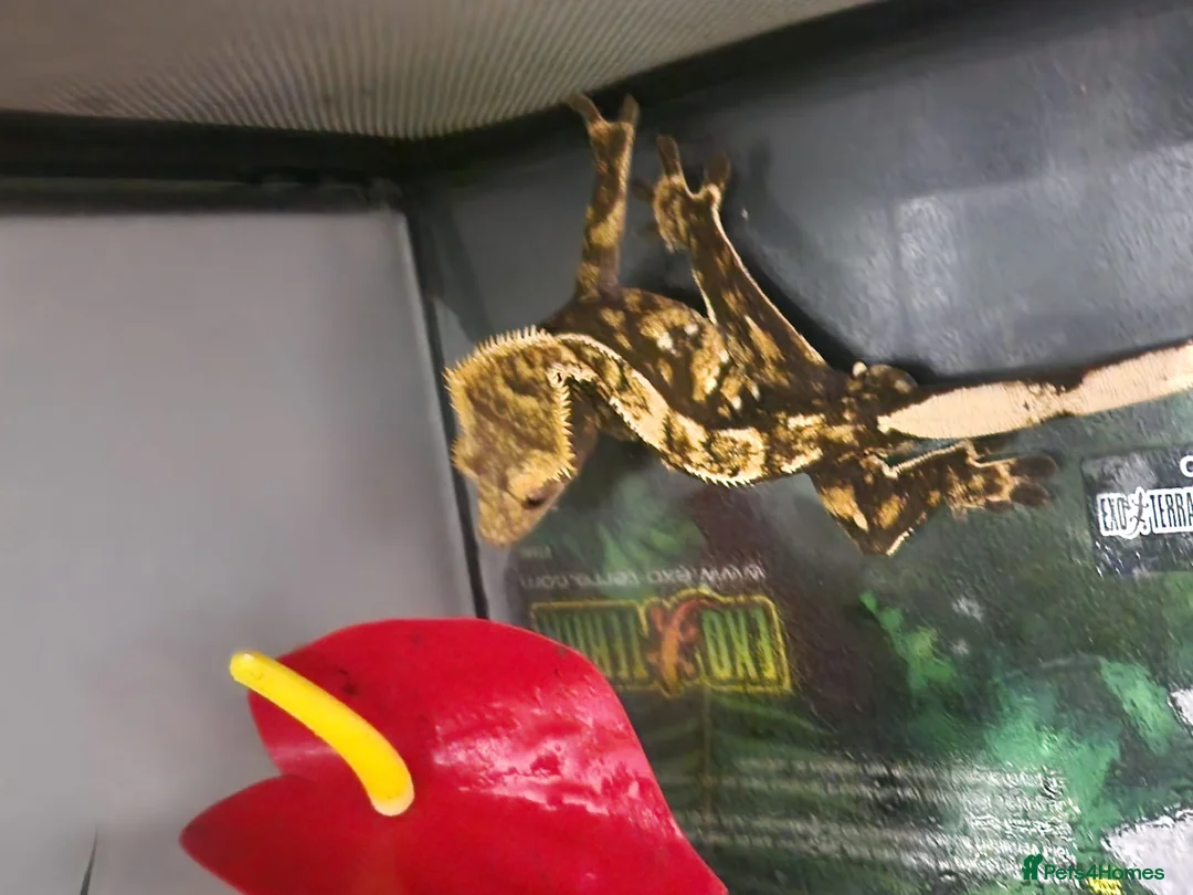 Gecko reptiles for sale: Two Adult Crested Geckos + Full Setups ✨ in Manchester - Advert 1