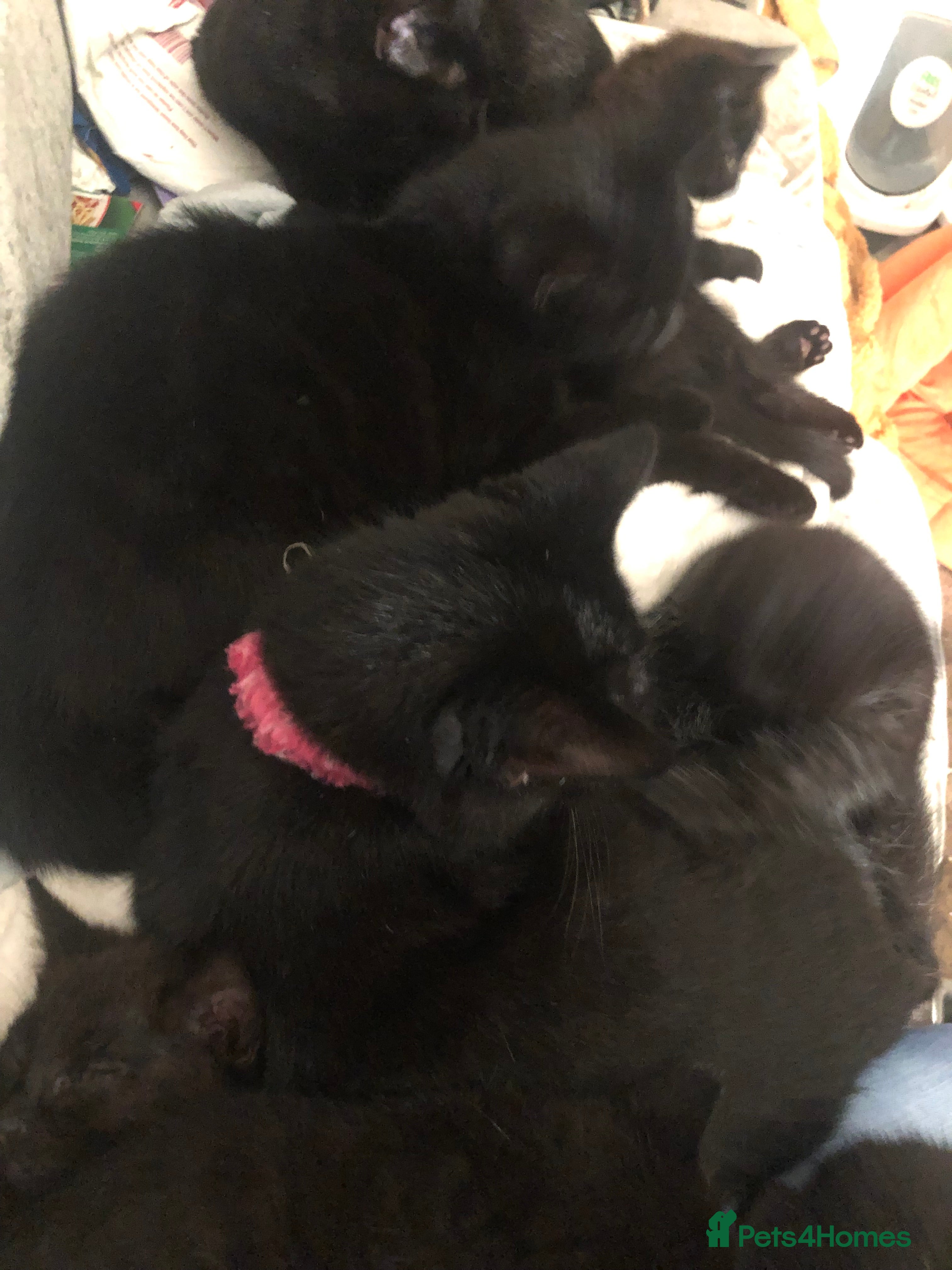 Mixed Breed cats Siamese/Maine Coon mix kittens. 2 girls, 2 boys - Advert 1