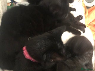 Mixed Breed cats Siamese/Maine Coon mix kittens. 2 girls, 2 boys - Advert 1