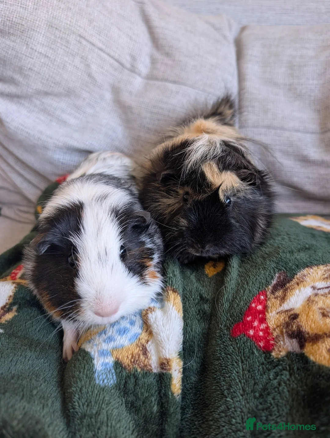 Guinea Pig rodents for sale: Max and Milo - male guinea pigs  in Stevenage - Advert 1