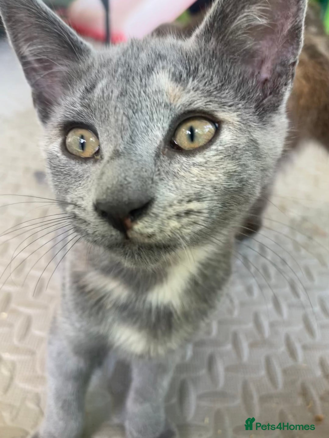 Domestic Shorthair cats for sale: Last 2 kittens available.  - Image 13