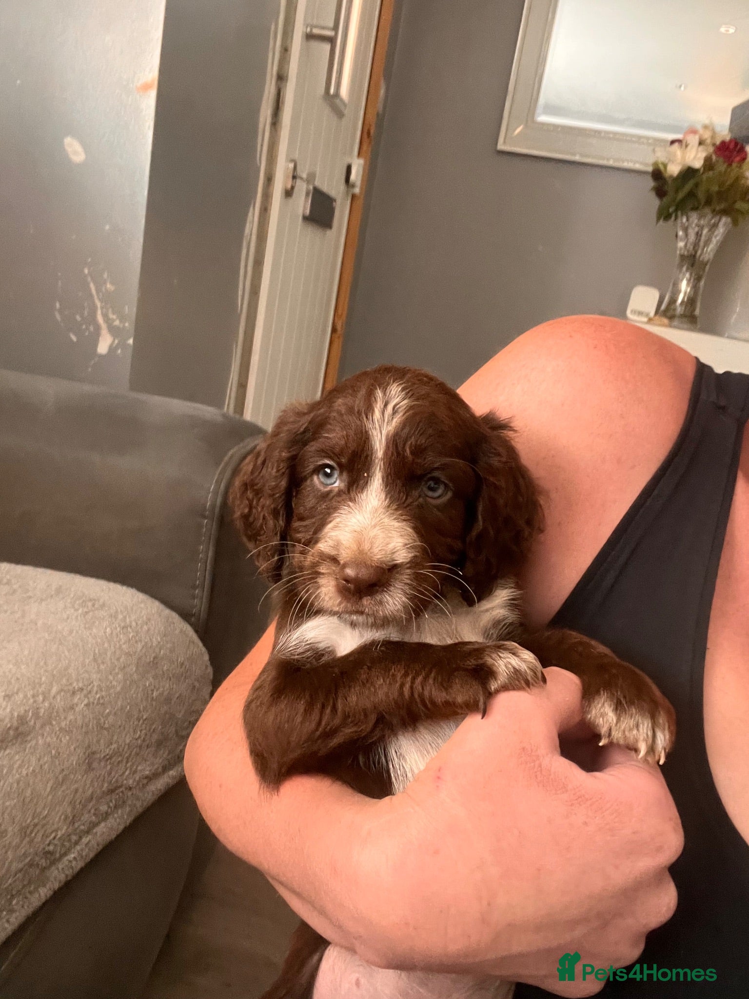Cockapoo dogs BEAUTIFUL COCKAPOO PUPPIES 6 BOYS LEFT - Advert 15