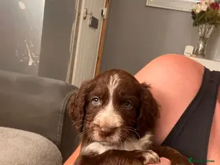 Cockapoo dogs BEAUTIFUL COCKAPOO PUPPIES 6 BOYS LEFT - Advert 15