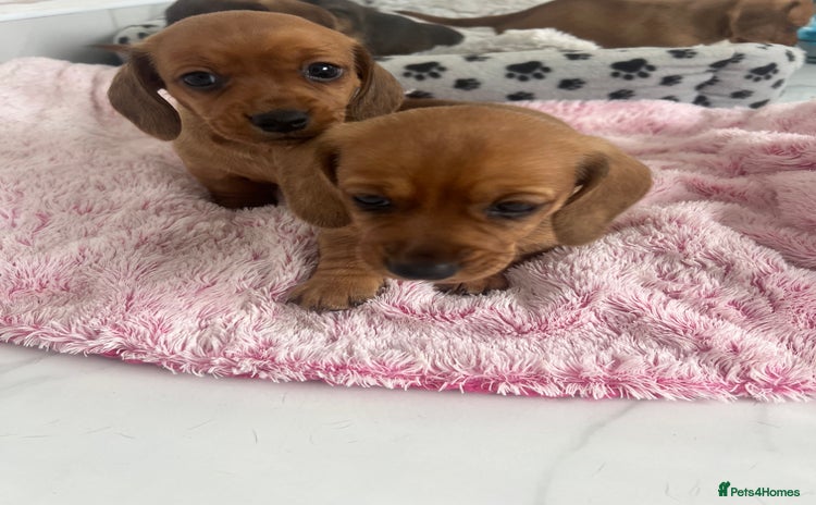 Dachshund dogs - Advert 2