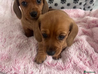 Dachshund dogs - Advert 5