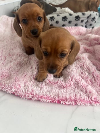 Dachshund dogs - Advert 2