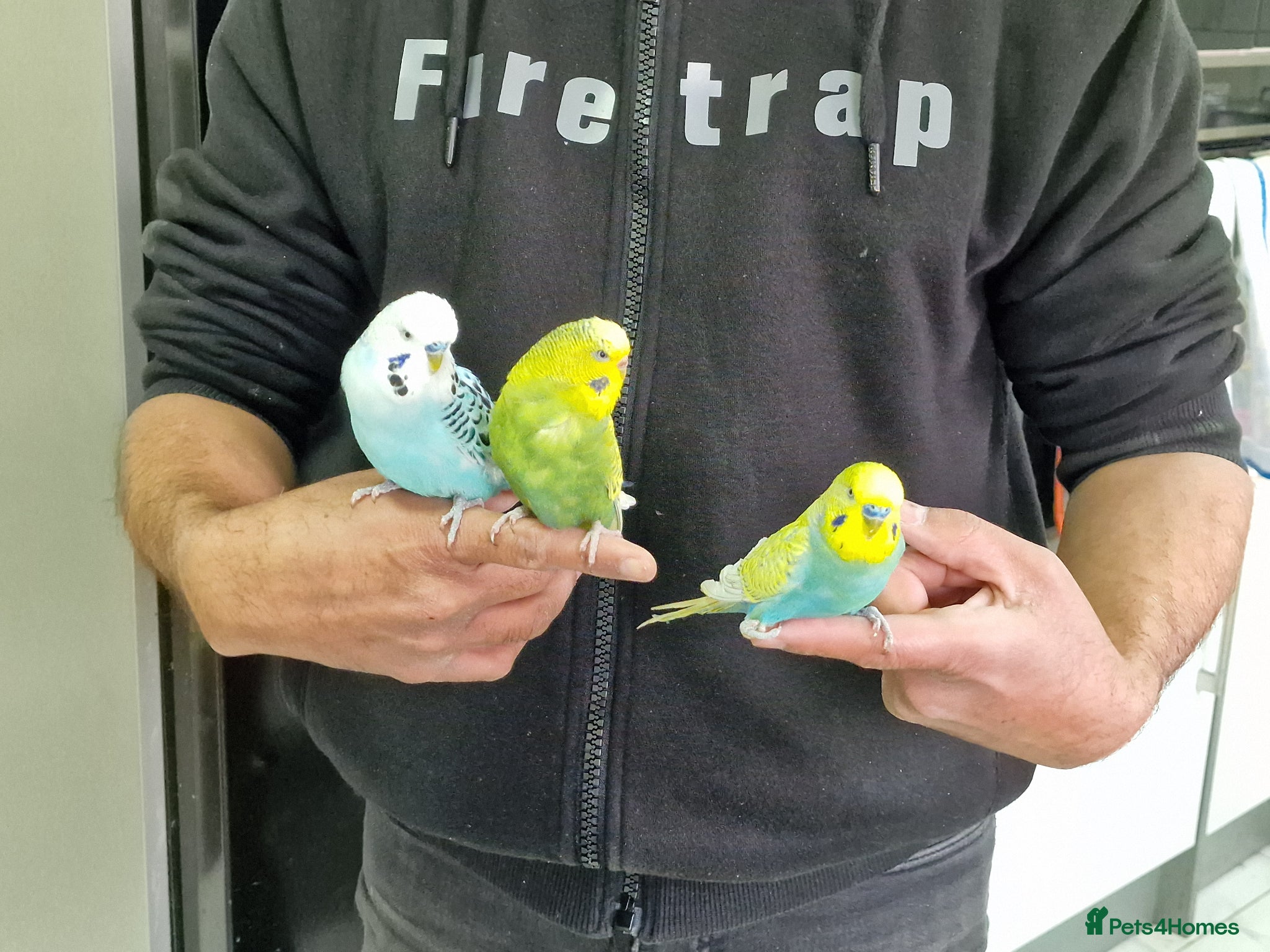 Budgerigars birds Super Silly hand tamed budgies  - Advert 16