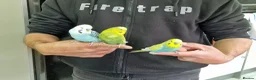 Budgerigars birds for sale: Super Silly hand tamed budgies  - Advert 7