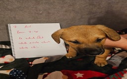 Mixed Breed dogs for sale: German Mastiff pups - Advert 3