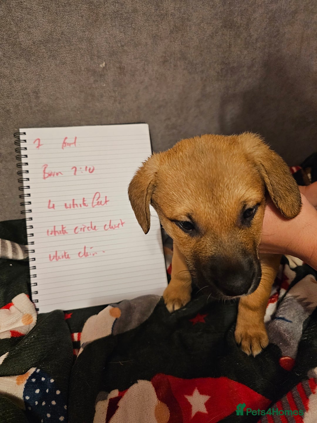 Mixed Breed dogs for sale: German Mastiff pups - Advert 3