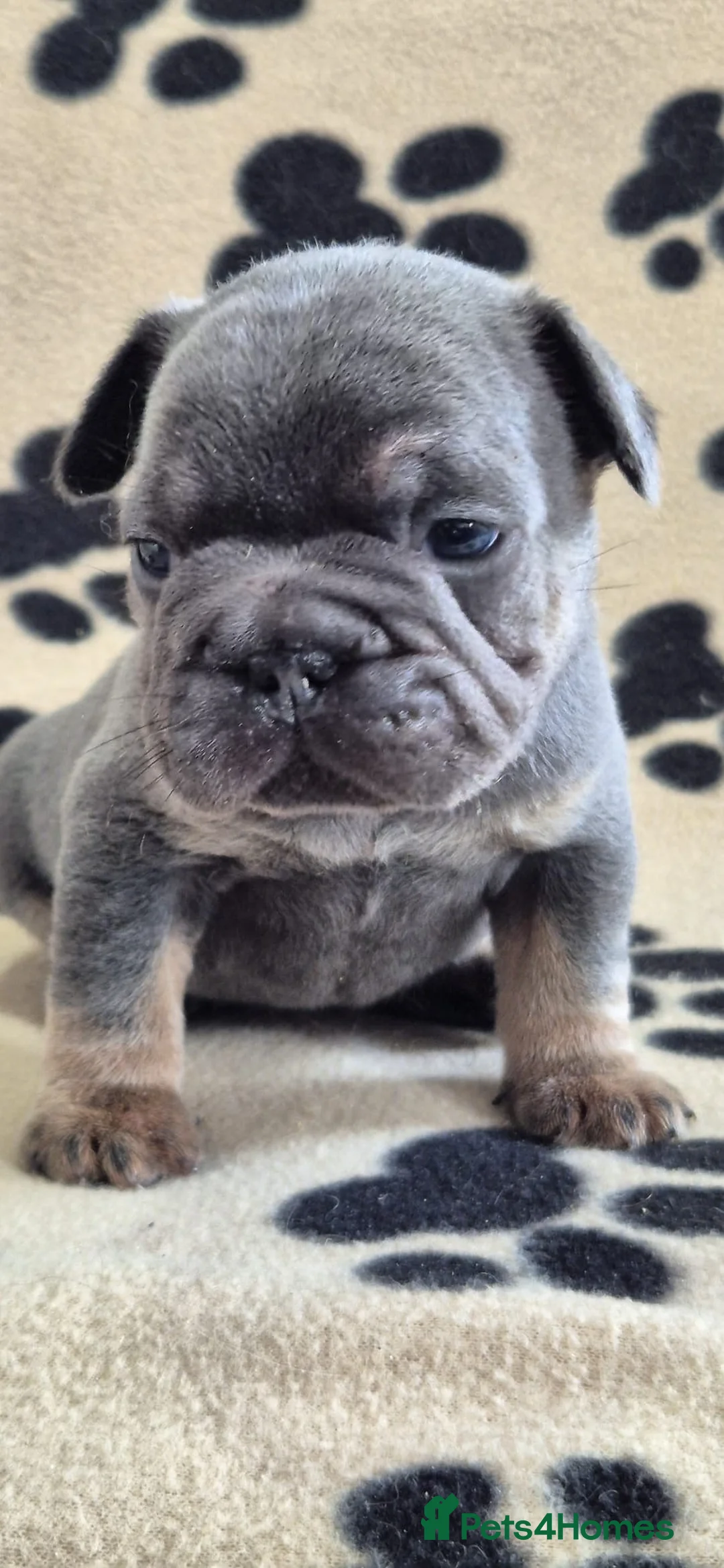 French Bulldog dogs for sale: French bulldog puppies - Advert 10