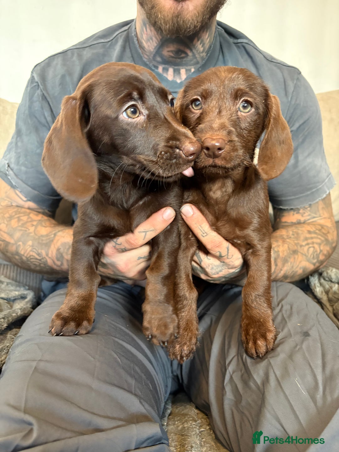 Labradoodle dogs for sale: mini labradoodle mix / LAST 2 GIRLS READY NOW! - Advert 1
