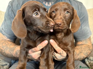 Labradoodle dogs mini labradoodle/ LAST 2 GIRL READY NOW! - Advert 5