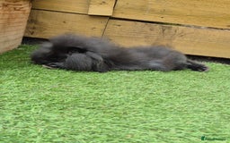 Mini Lion Lop rabbits for sale: 2 male baby lion lops  - Image 2