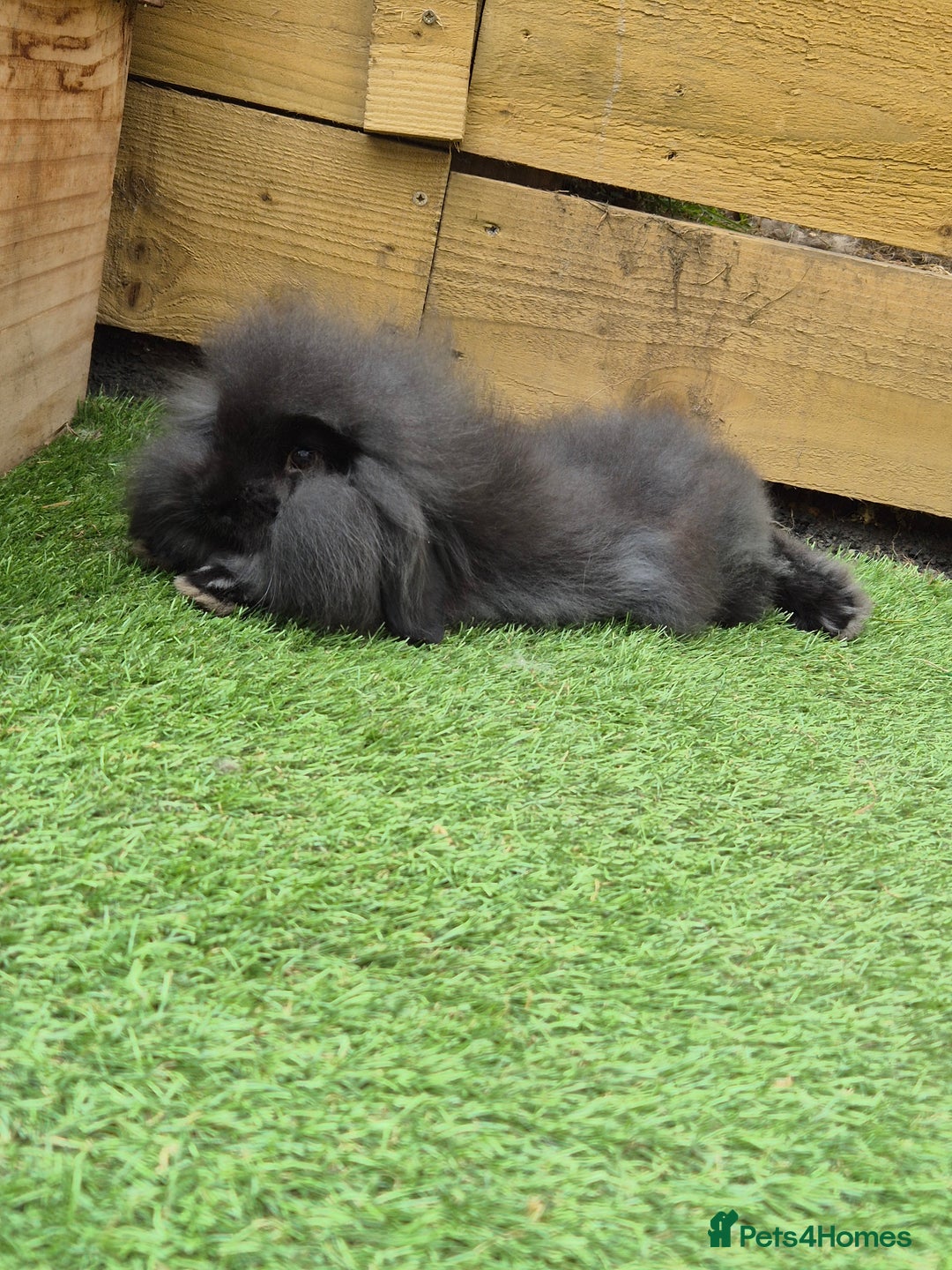 Mini Lion Lop rabbits for sale: 2 male baby lion lops  - Image 2
