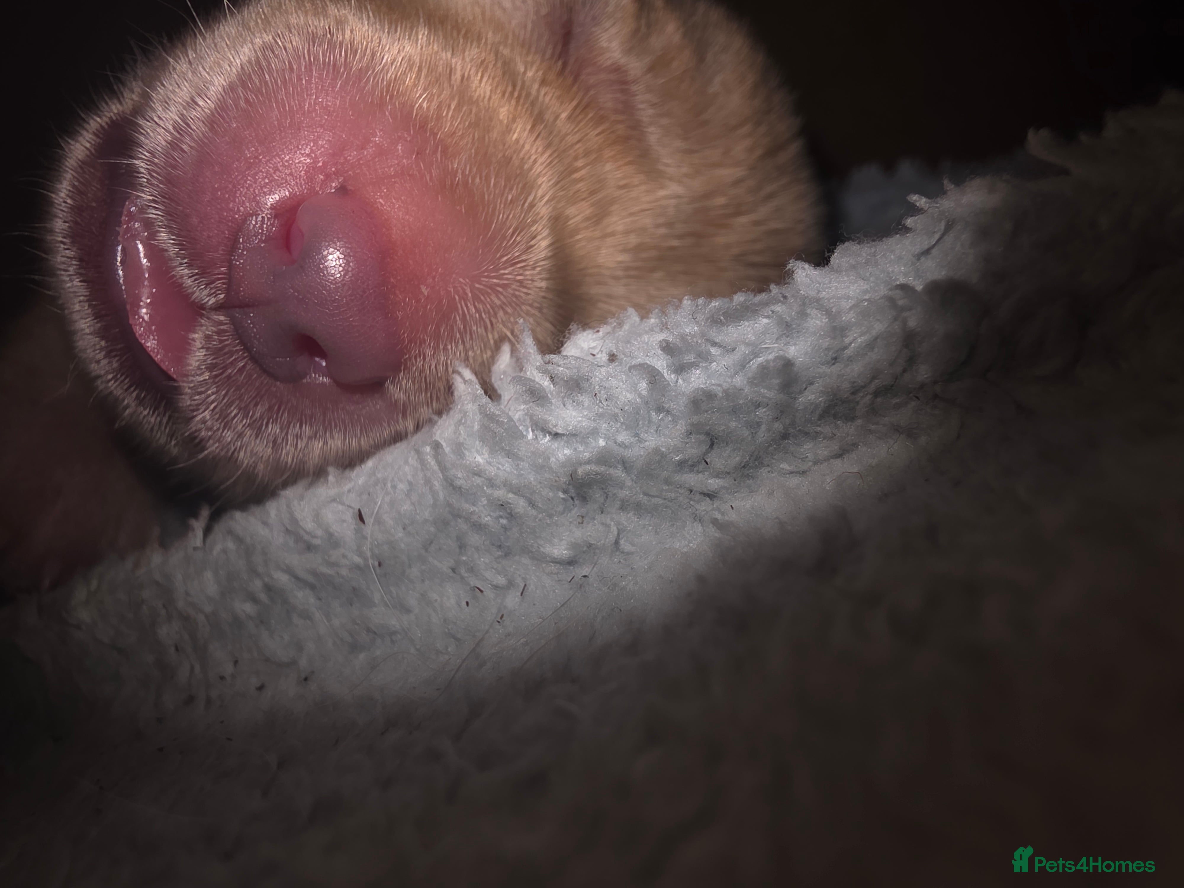Labrador Retriever dogs for sale: 7 perfect plump little Red Labrador puppies - Advert 14
