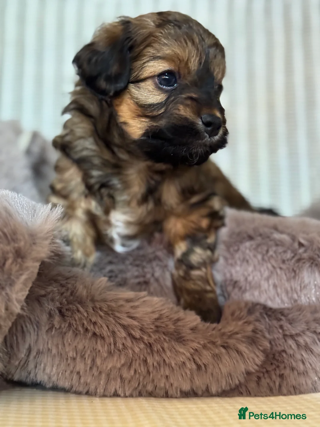 Maltipoo dogs for sale: Maltipoo puppy - Advert 23