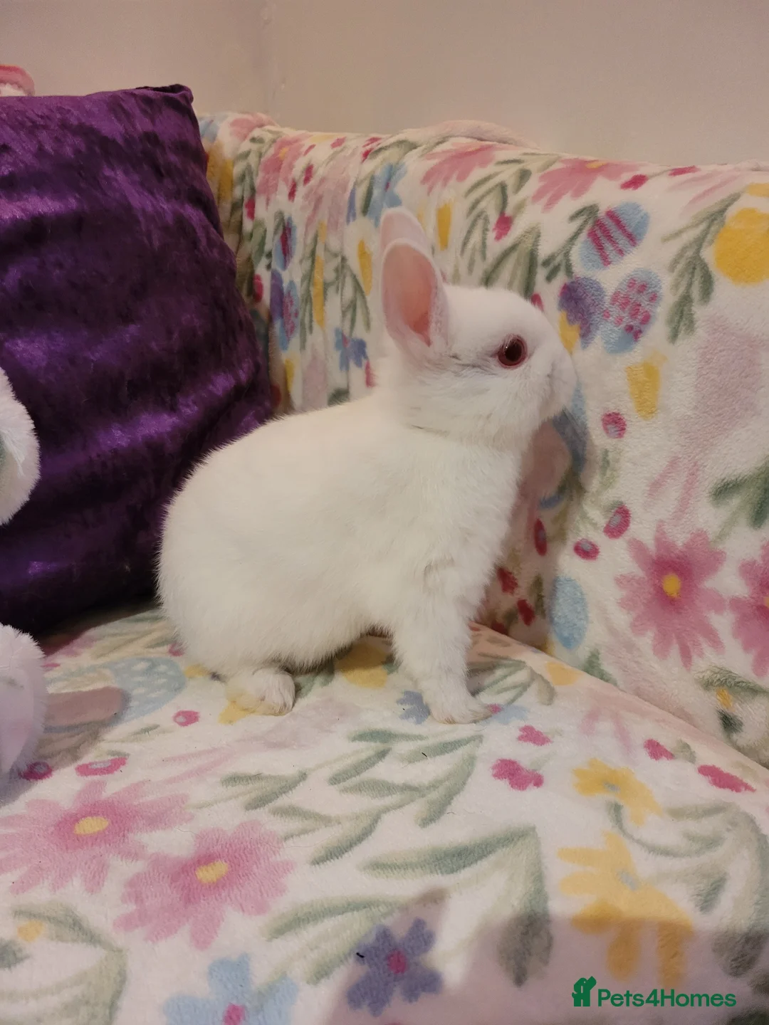 Netherland Dwarf rabbits for sale: Pure Bred Netherland Dwarfs - Advert 7