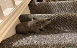 British Shorthair cats for sale: British shorthair - Image 4