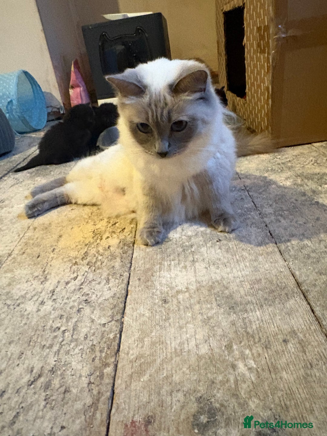 Ragdoll cats for sale: Half Ragdoll kittens  - Image 8