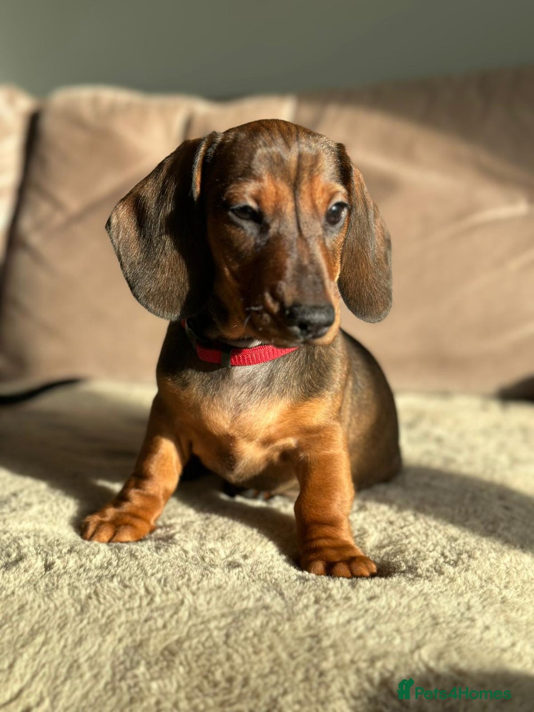 Miniature Dachshund dogs for sale: KC registered PRA CLR miniature dachshund  - Advert 10