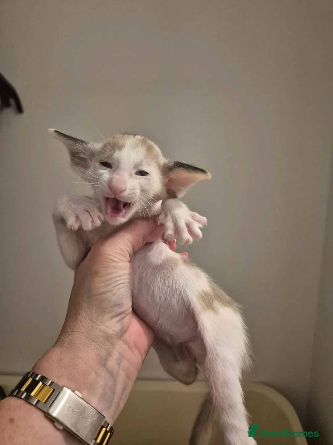 Oriental cats for sale: Oriental Bi Colours - Advert 4