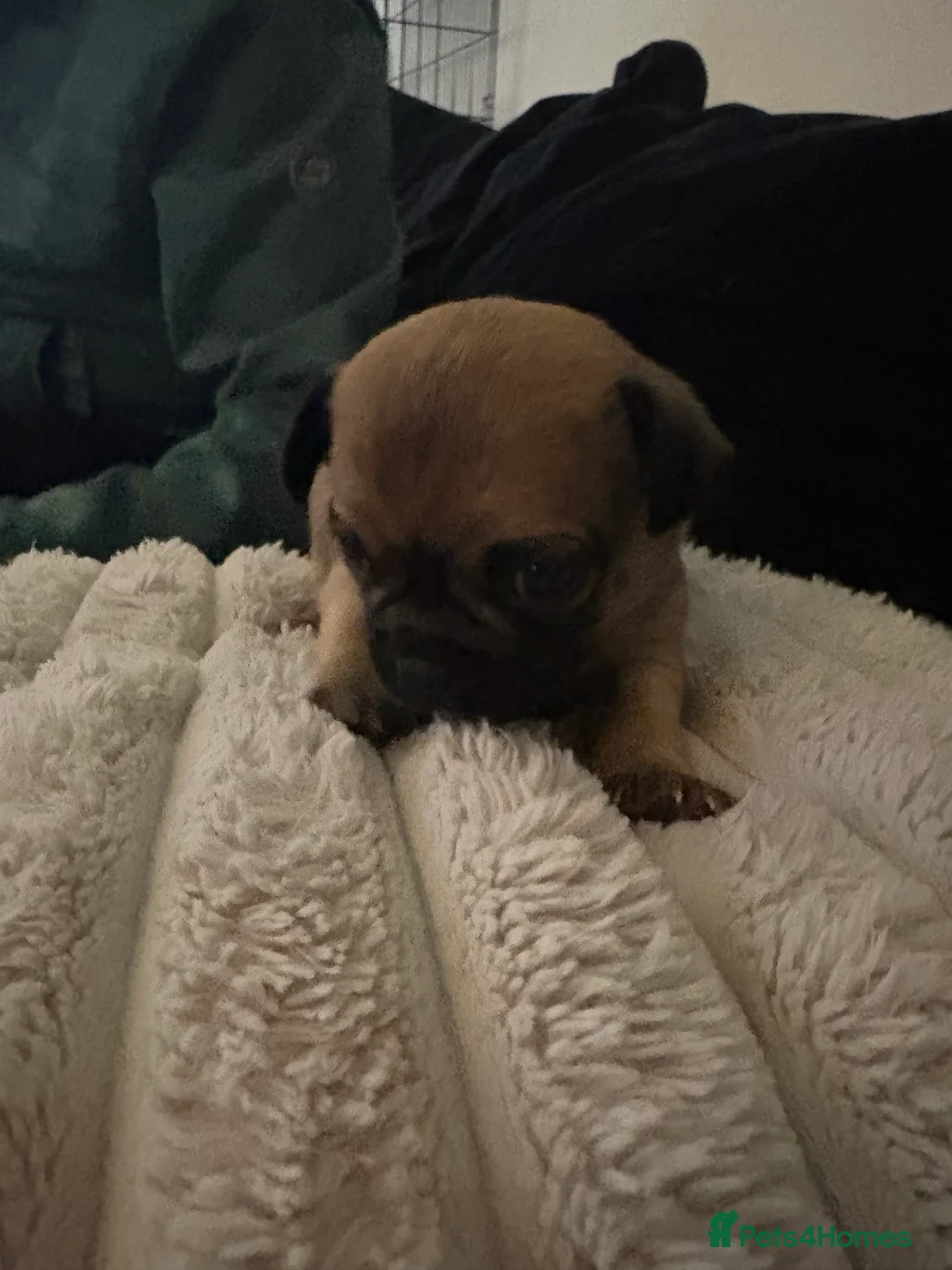 Chihuahua dogs for sale: Chihuahua Puppies - Advert 7