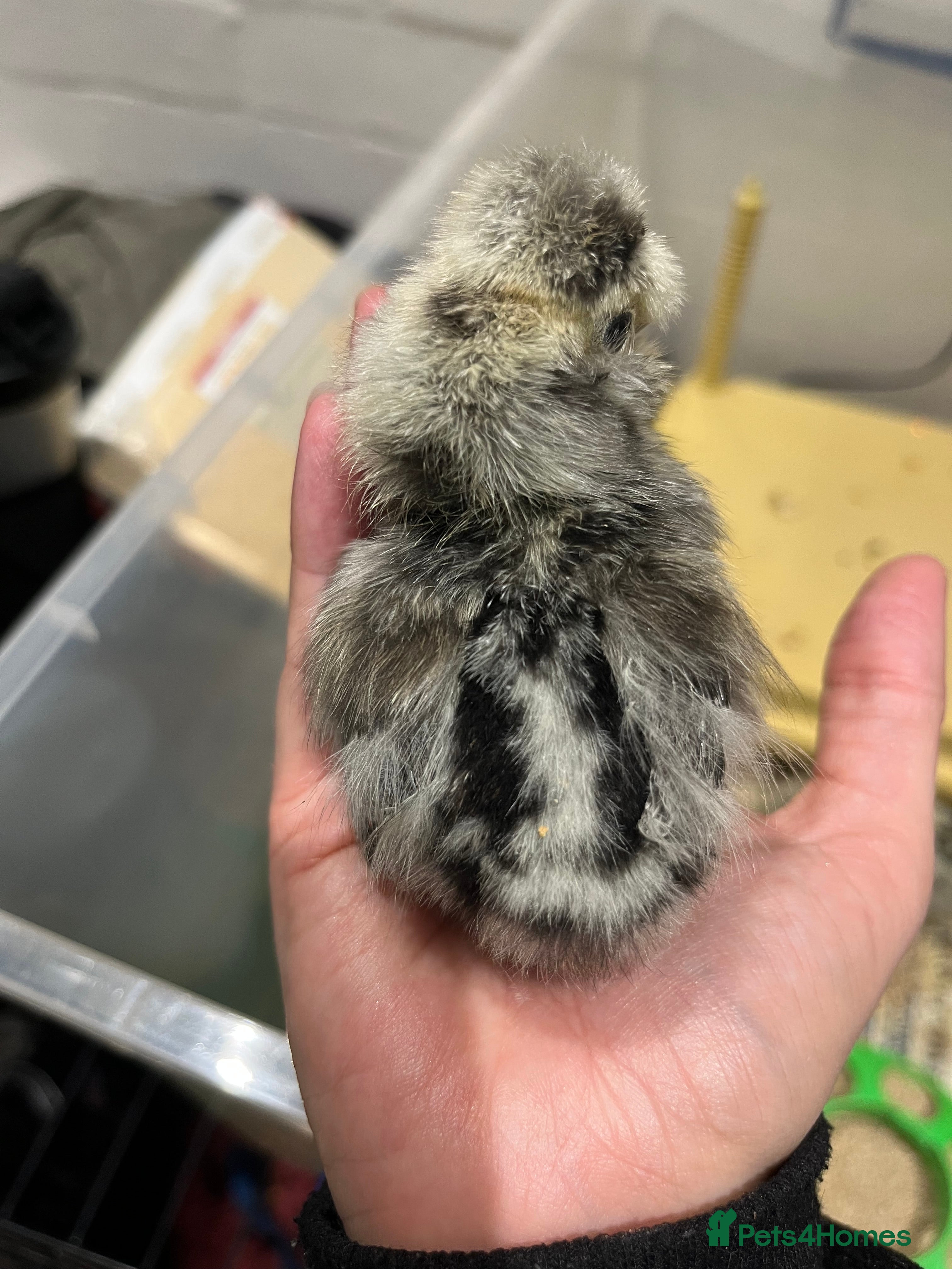 Chickens poultry Chicks, pullets, cockerels  - Advert 16