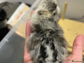 Chickens poultry Chicks, pullets, cockerels - Advert 16