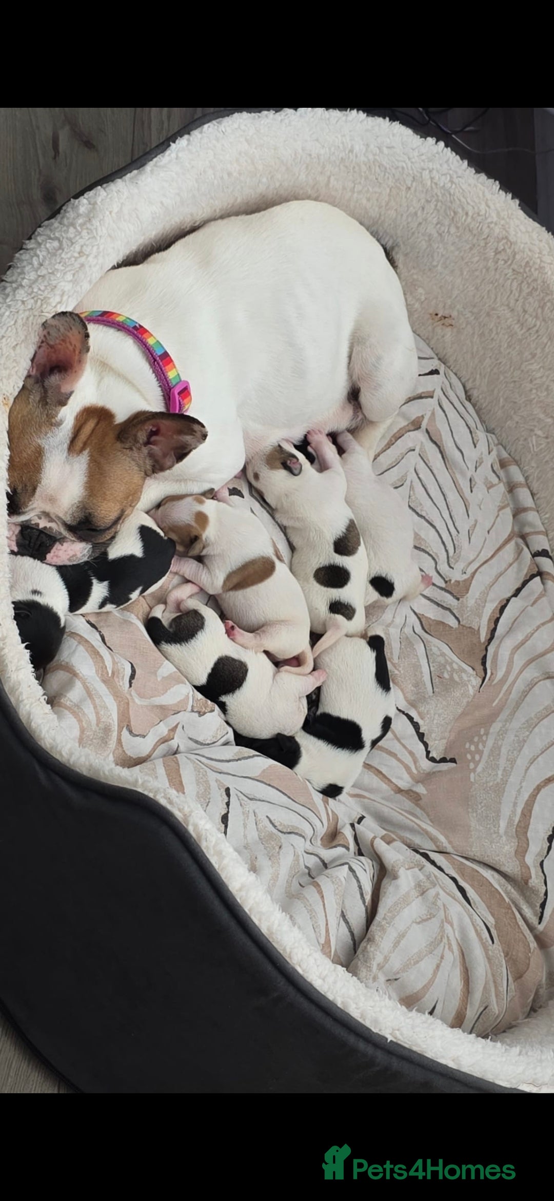 Mixed Breed dogs for sale: Puppies for sale - Advert 4