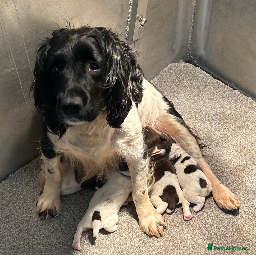 English Springer Spaniel dogs for sale: Puppy (male) KC ESS with titled parents FTW x FTAW - Image 4