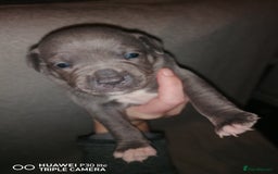 Staffordshire Bull Terrier dogs for sale: Stunning blue Staffordshire bull terrier puppies  - Advert 6