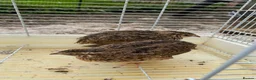 Mixed Breed poultry for sale: Beautiful Quals and Quals and chicken - Advert 11