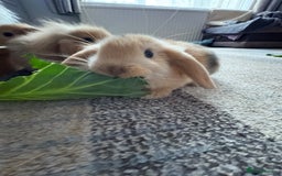 Mini Lion Lop rabbits for sale: Mini lion lop babies  - Image 10