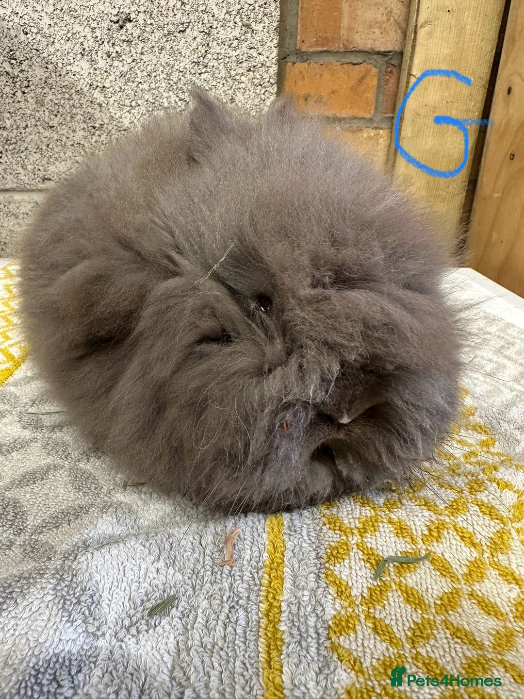 Lionhead rabbits for sale: Lionhead Rabbits For Sale  - Advert 11