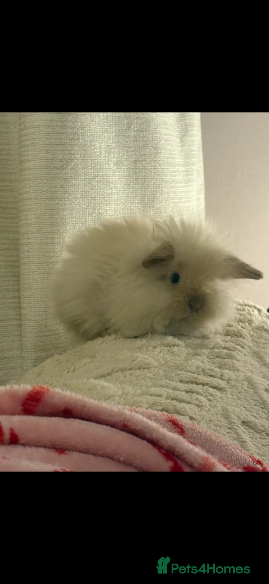 Mini Lion Lop rabbits for sale: Gorgeous Fluffy Double Mane mini lion lop bunny’s  - Advert 8