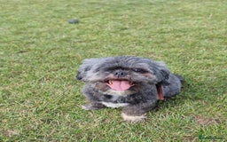 Shih Tzu dogs for sale: Loving cheeky Shihtzu for loving home ❤️ - Image 19