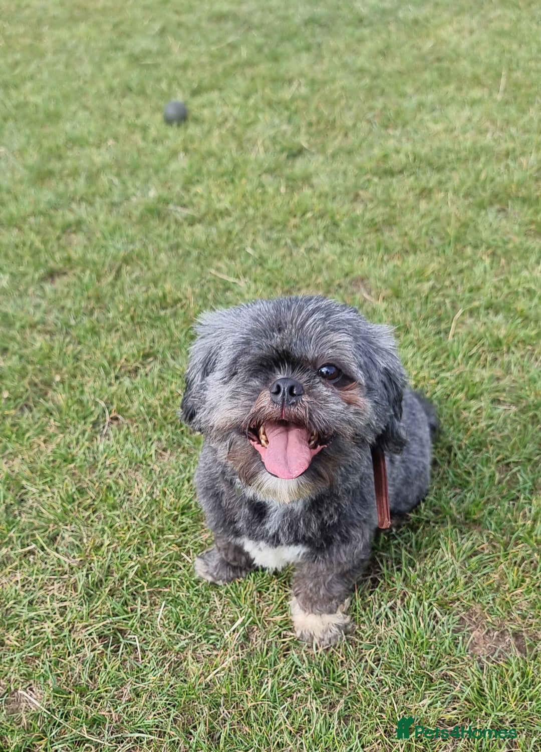 Shih Tzu dogs for sale: Loving cheeky Shihtzu for loving home ❤️ - Image 19