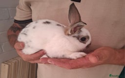 English Spot rabbits for sale: English spot x dwarf  - Image 4