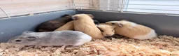 Guinea Pig rodents for sale: 16 baby guinea pigs - Advert 20