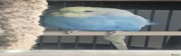 Budgerigars birds for sale: 2 male budgies, one 6 month old one 3 month old  in Stockport - Advert 4