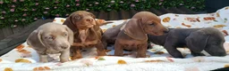 Miniature Dachshund dogs for sale: A QUALITY LITTER MINI KC REG HEALTH TESTED - Advert 8