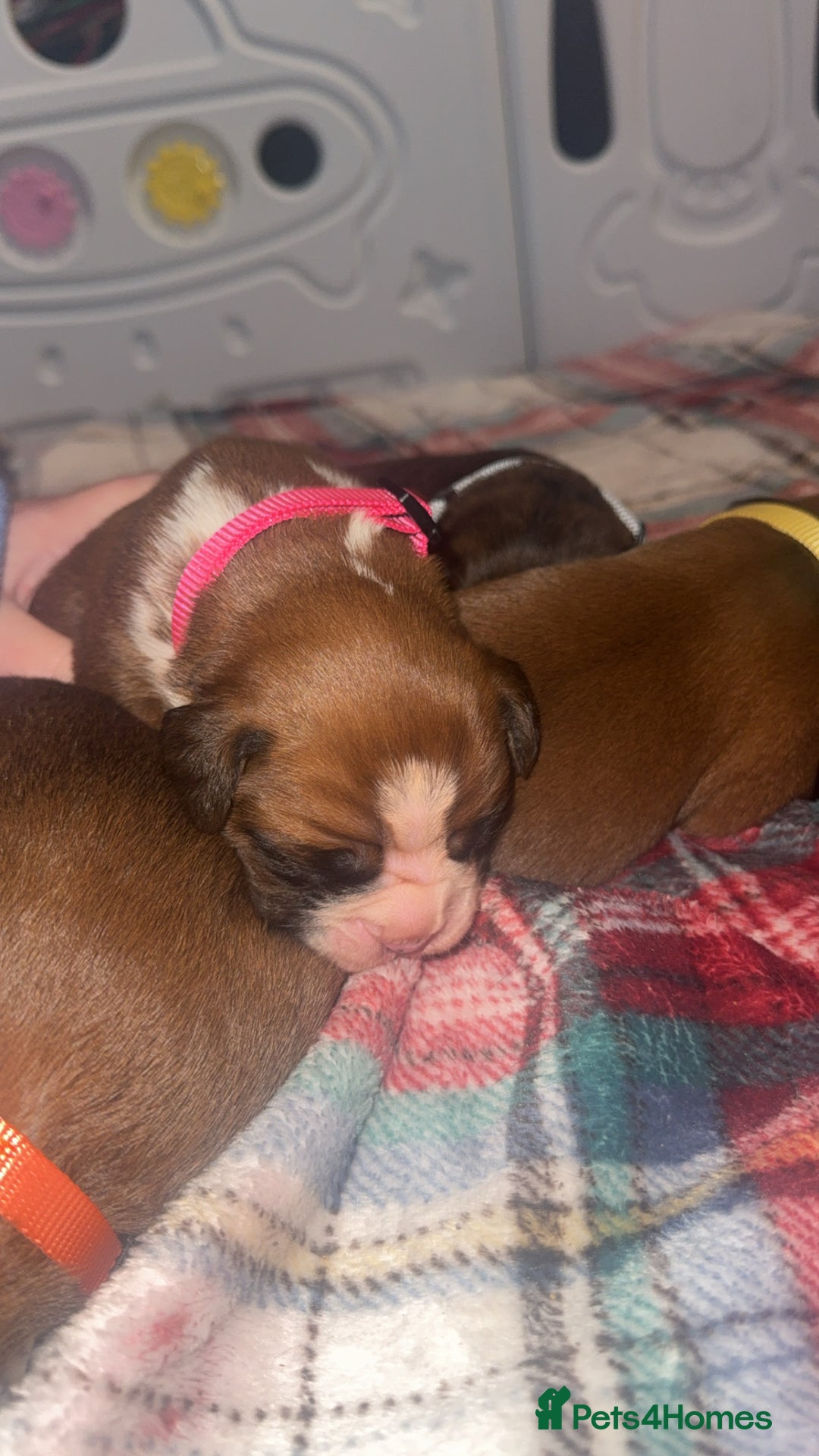 Boxer dogs for sale: Beautiful litter of 6 Pedigree Boxer Puppies  - Advert 4