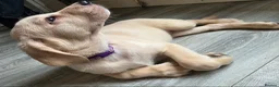 Goldador dogs for sale: Adorable Goldadors waiting for new homes !! - Advert 15